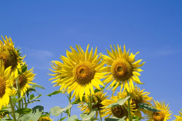 Flor del sol en el jardín — Foto de Stock