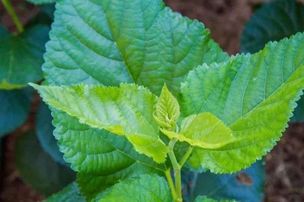 Leaf mulberry — Stockfoto