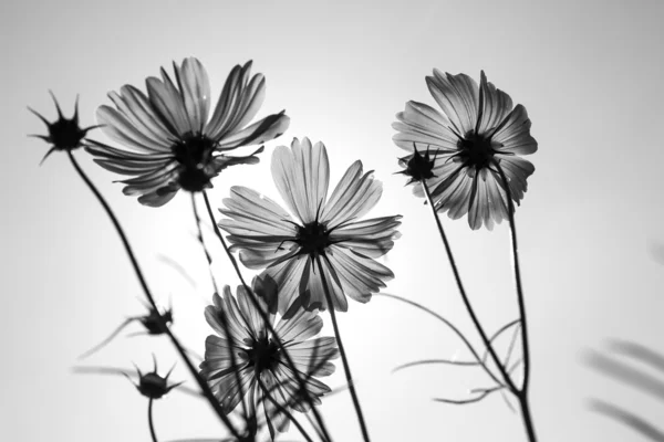 Cosmo fiore in giardino — Foto Stock