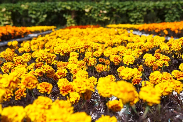 Marigolds in the garden — Stock Photo, Image