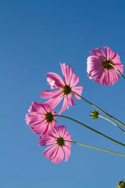 Kosmos Blomma i trädgården — Stockfoto