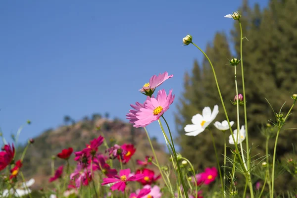 Flor cosmos no jardim — Fotografia de Stock