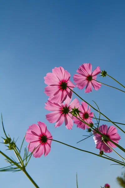 Kosmos Blomma i trädgården — Stockfoto