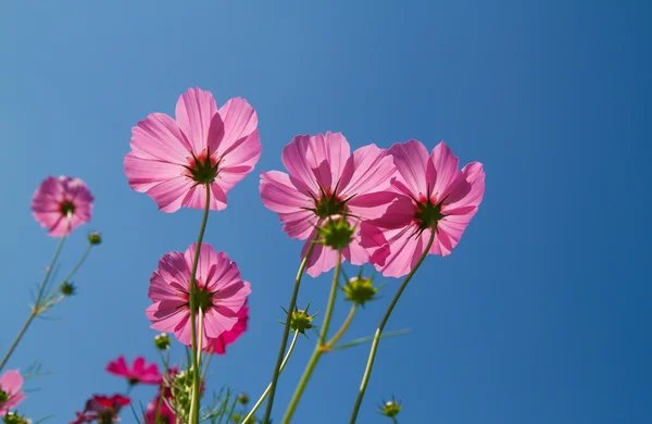 Kosmos Blume im Garten — Stockfoto