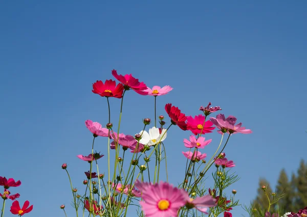 Cosmos fleur dans le jardin — Photo