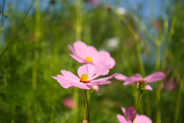 Cosmo fiore in giardino — Foto Stock