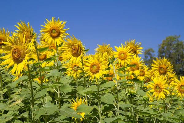 Flor del sol en el jardín —  Fotos de Stock