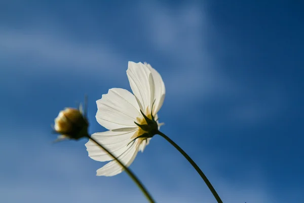 Flor del cosmos en el jardín —  Fotos de Stock