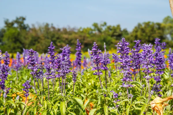 Flores de lavanda —  Fotos de Stock