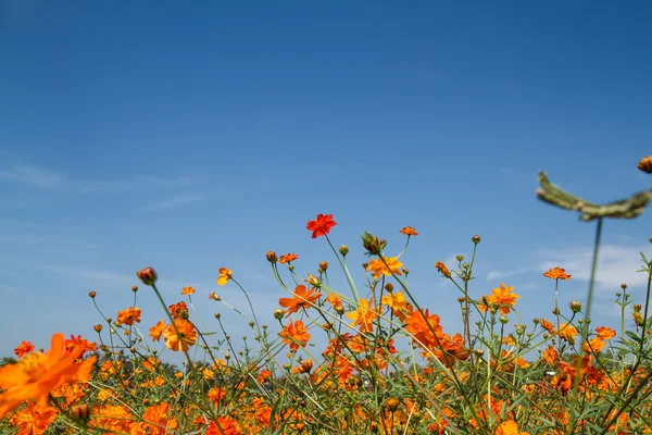 Sarı Kozmos Çiçeği Bahçede