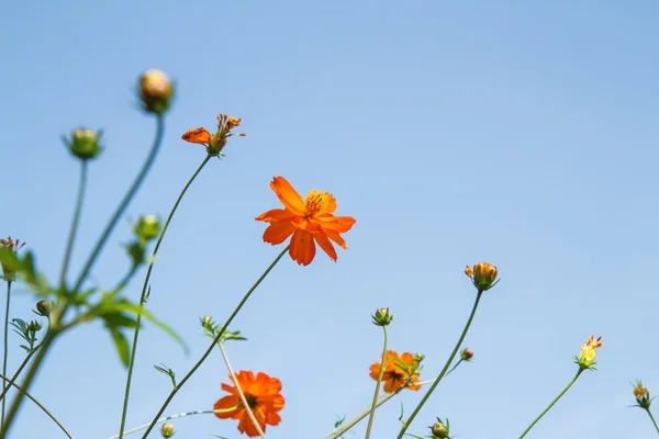 Gele Cosmos Bloem in de tuin — Stockfoto