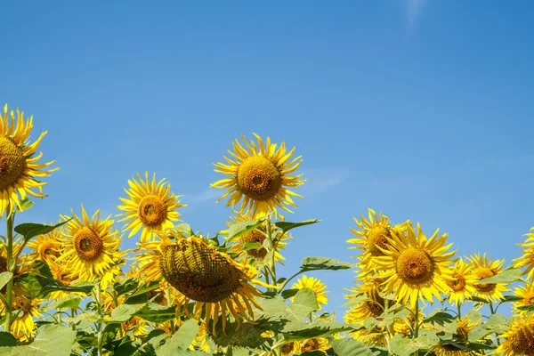 Flor del sol en el jardín — Foto de Stock