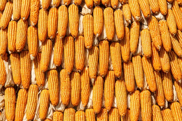 Dried corn — Stock Photo, Image