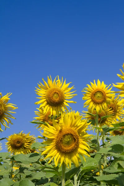 Flor del sol en el jardín — Foto de Stock