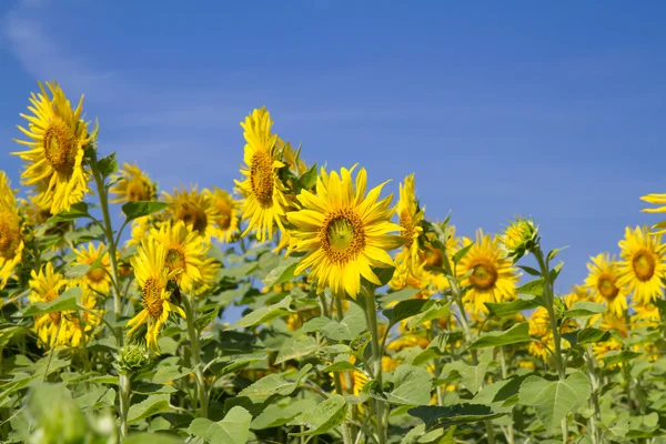 Flor del sol en el jardín —  Fotos de Stock