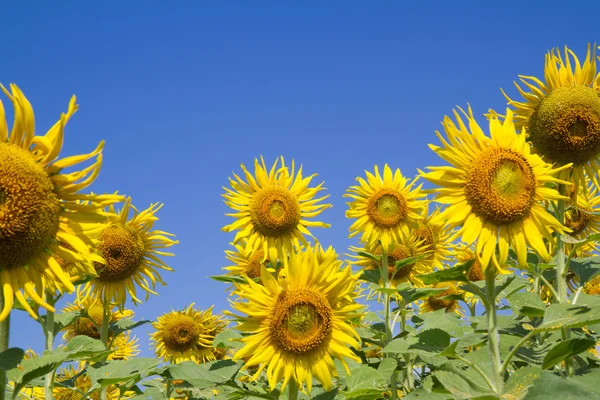 Flor del sol en el jardín —  Fotos de Stock