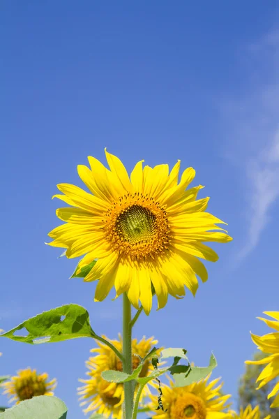 Sun flower i trädgården — Stockfoto