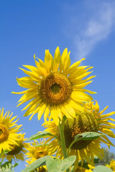 Sun flower in garden — Stock Photo, Image