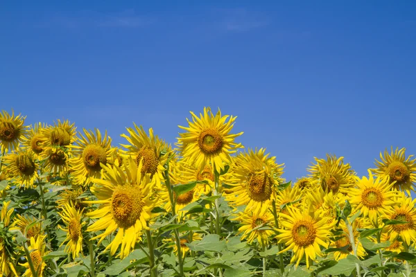 Flor del sol en el jardín —  Fotos de Stock