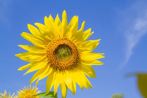 Slunečnice v zahradě — Stock fotografie