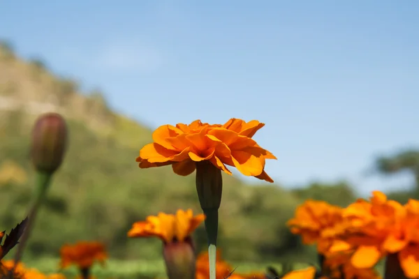 Calendule in giardino — Foto Stock