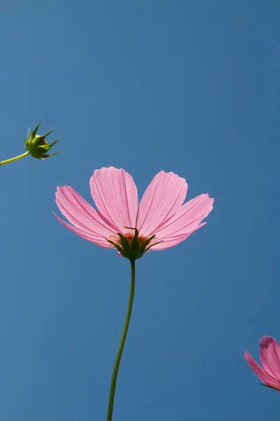 Cosmo fiore in giardino — Foto Stock