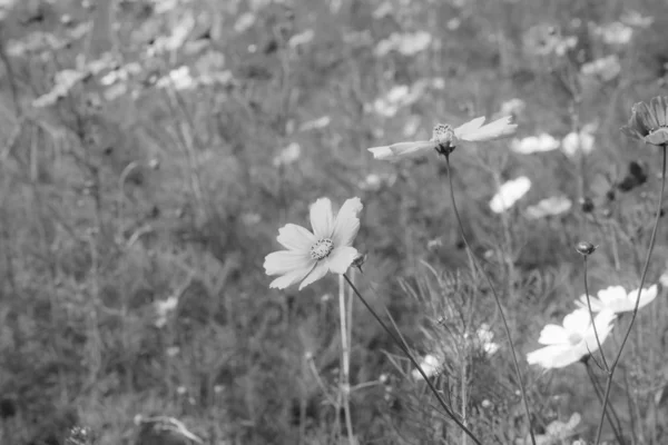 Cosmo fiore in giardino — Foto Stock