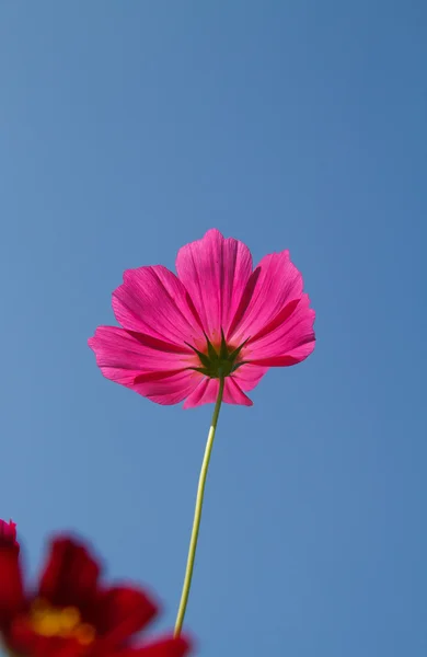 Cosmos flower in garden — Stock Photo, Image