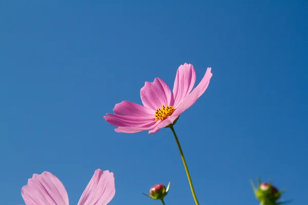 Kosmos Blomma i trädgården — Stockfoto