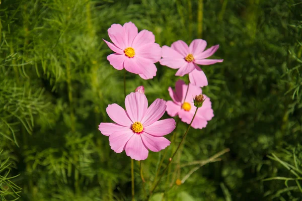 Cosmo fiore in giardino — Foto Stock