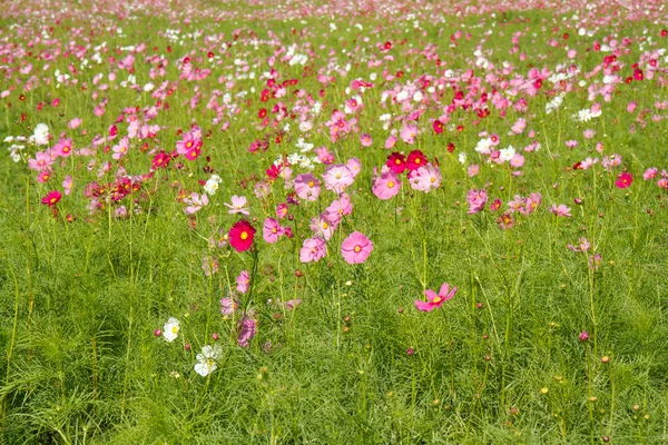 Cosmos Bloem in de tuin — Stockfoto