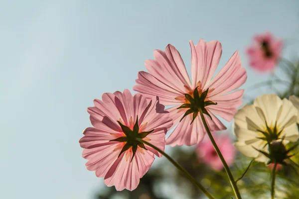 Kosmos Blomma i trädgården — Stockfoto