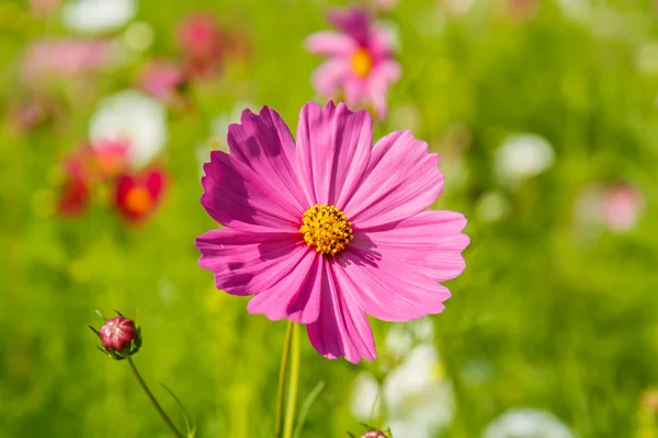 Bahçede Kozmos Çiçeği — Stok fotoğraf