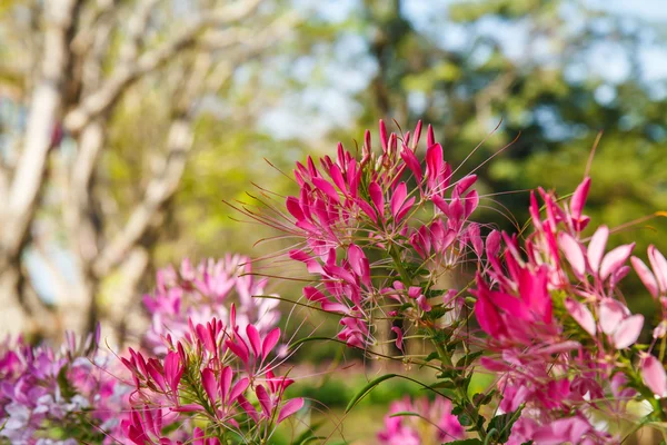 Araignée fleur d'été — Photo