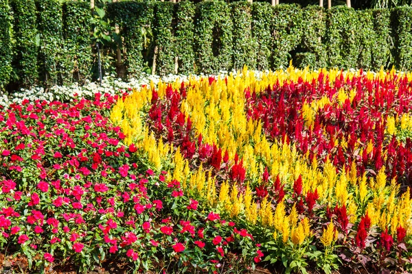 Fiore in giardino — Foto Stock