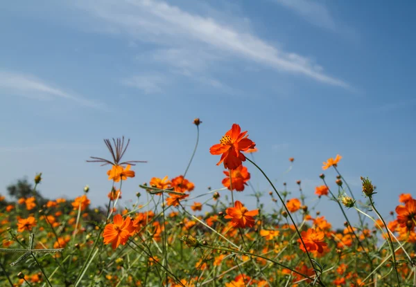 Sarı Kozmos Çiçeği Bahçede