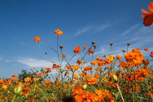Sarı Kozmos Çiçeği Bahçede