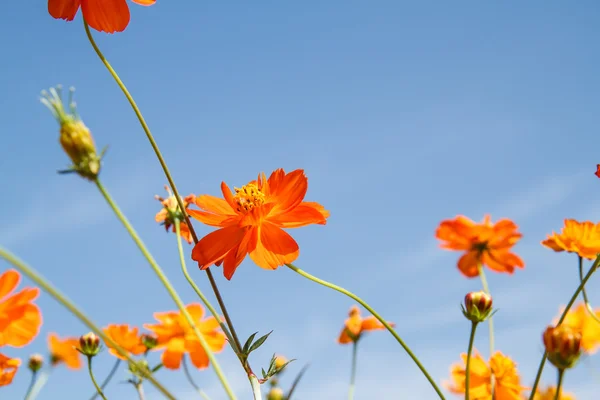 Yellow cosmos flower in garden — Stock Photo, Image