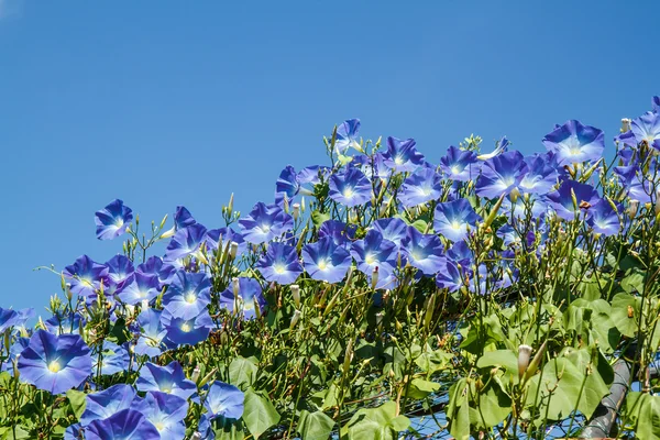 Синя іпомея в саду — стокове фото