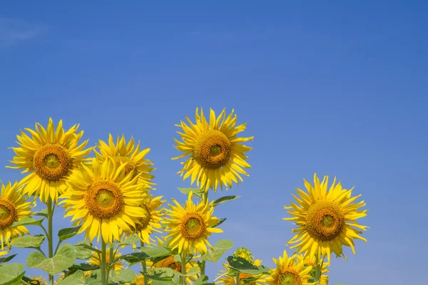 Flor del sol en el jardín — Foto de Stock