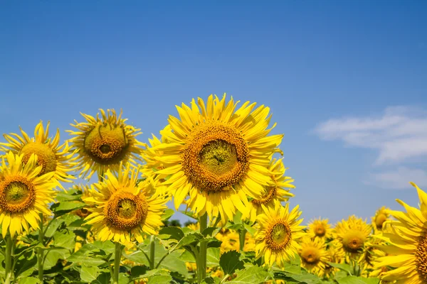 Flor del sol en el jardín — Foto de Stock