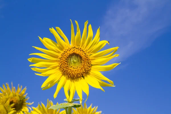 Sun flower i trädgården — Stockfoto