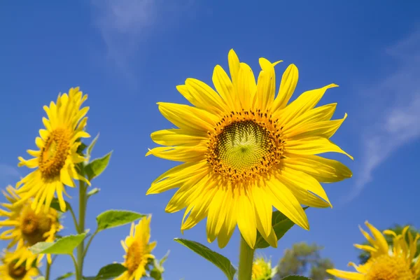 Sun flower i trädgården — Stockfoto