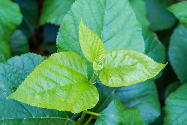 Leaf mulberry — Stockfoto