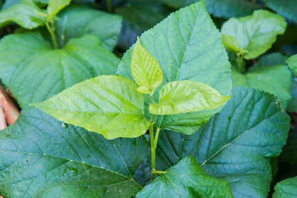 Leaf mulberry — Stock Photo, Image