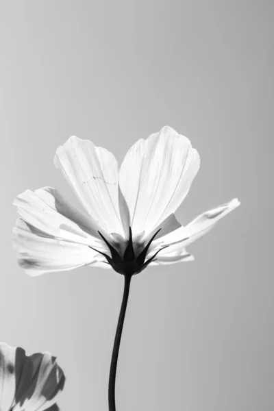 Flor cosmos no jardim — Fotografia de Stock