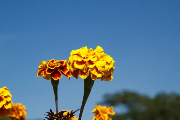 Calêndulas no jardim — Fotografia de Stock