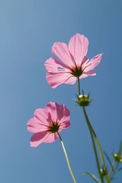 Bahçede Kozmos Çiçeği — Stok fotoğraf
