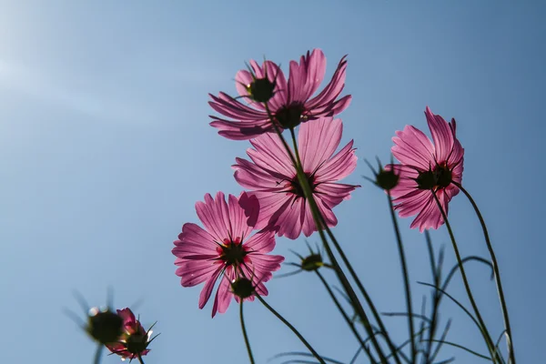 Kosmos Blomma i trädgården — Stockfoto