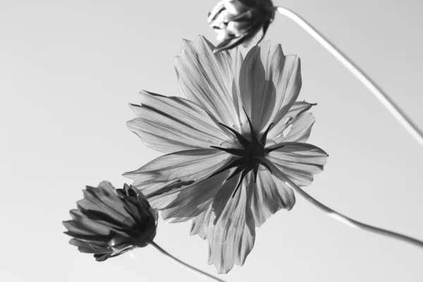 Космос цветок в саду — стоковое фото